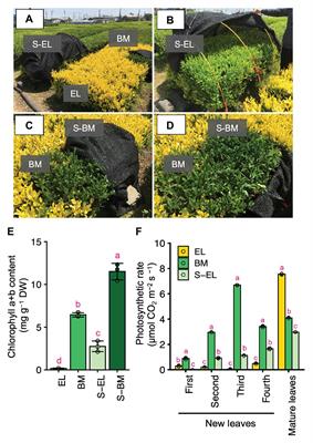 Integrated Metabolome and Transcriptome Analyses Reveal Etiolation-Induced Metabolic Changes Leading to High Amino Acid Contents in a Light-Sensitive Japanese Albino Tea Cultivar